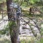 totem